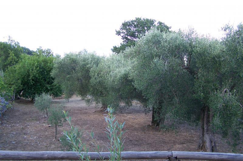 Agrestis Domus Guest House San Giovanni a Piro Exterior photo